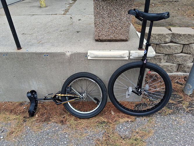 MongooseSquid1