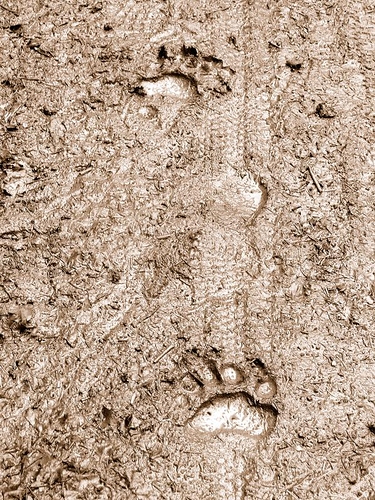 Oregon Trail bear prints001.jpg
