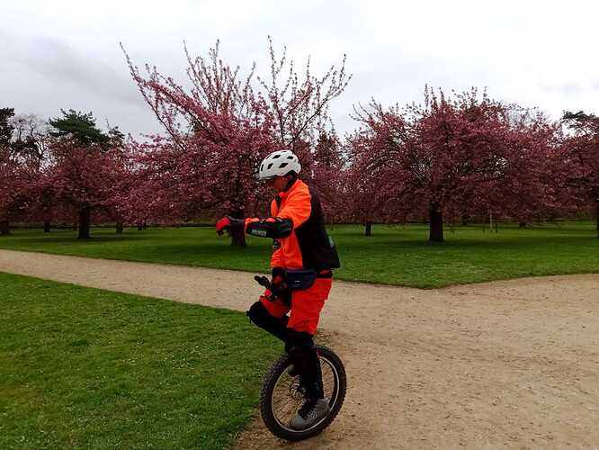 cherry-blossom-sceaux2