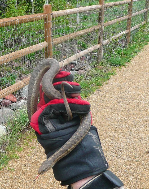 Garter snake 001.jpg