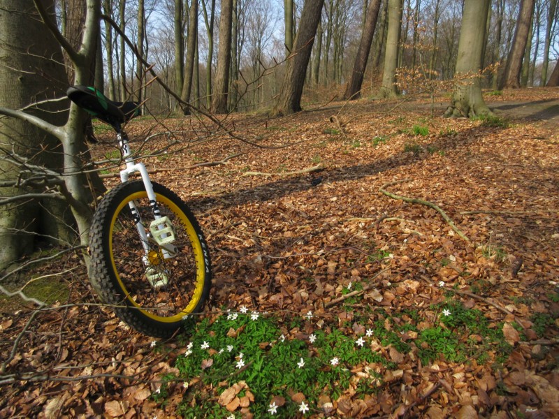 Hareskoven, april 2015.jpg