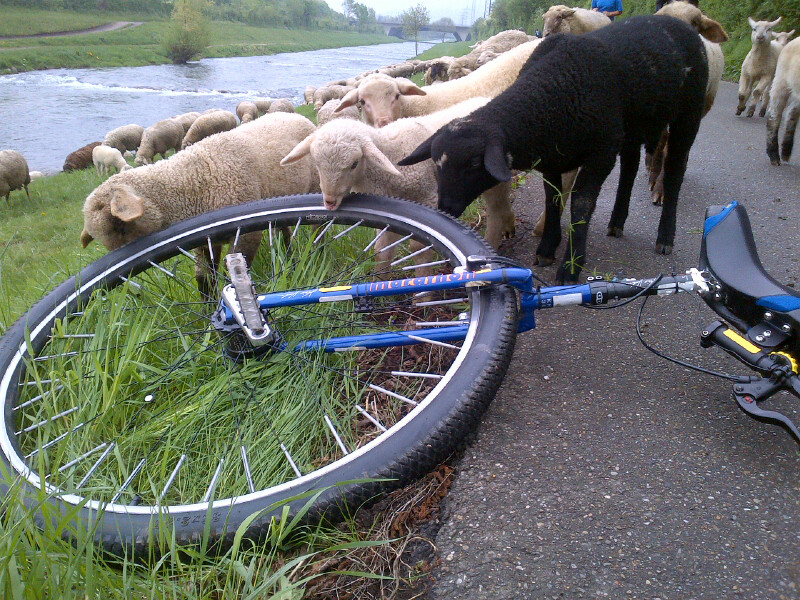black sheep.jpg