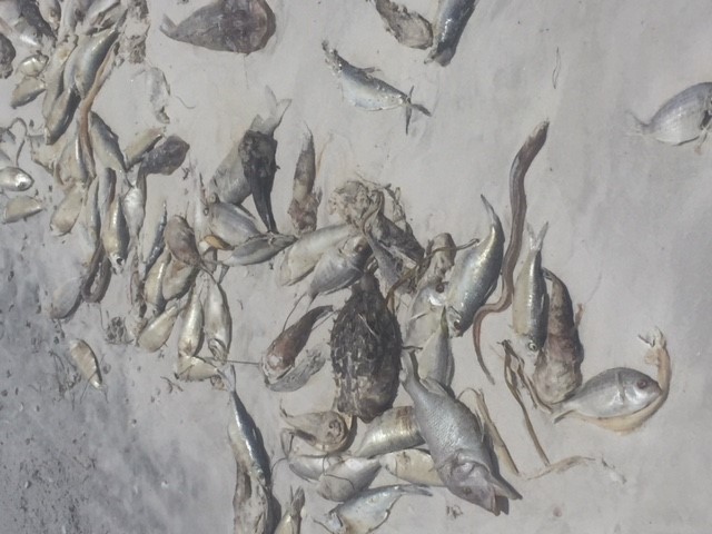 red tide2.jpg