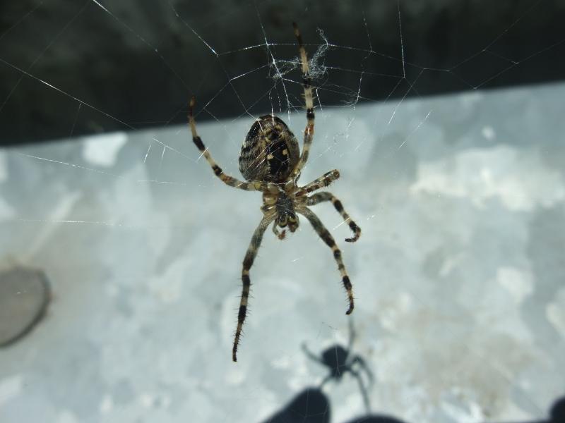 DSCF3257.jpg