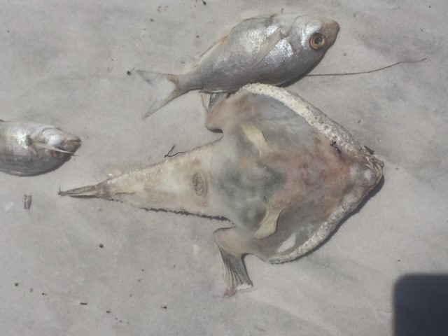 redtide4.jpg