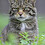 Highlandtiger