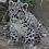 snep